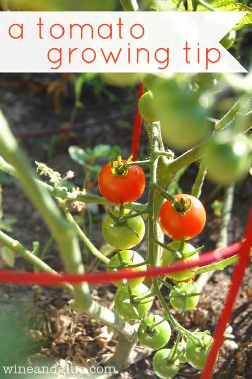 A quick little tip that will help your tomato plants thrive via www.wineandglue.com