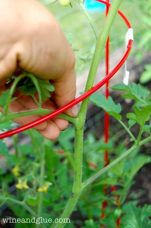 A quick gardening tip to grow better tomatoes via www.wineandglue.com