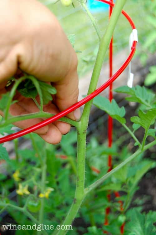 A Tomato Growing Tip - 8