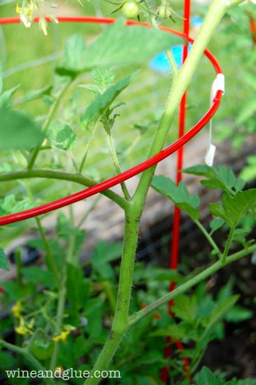 A quick little tip that will help your tomato plants thrive via www.wineandglue.com