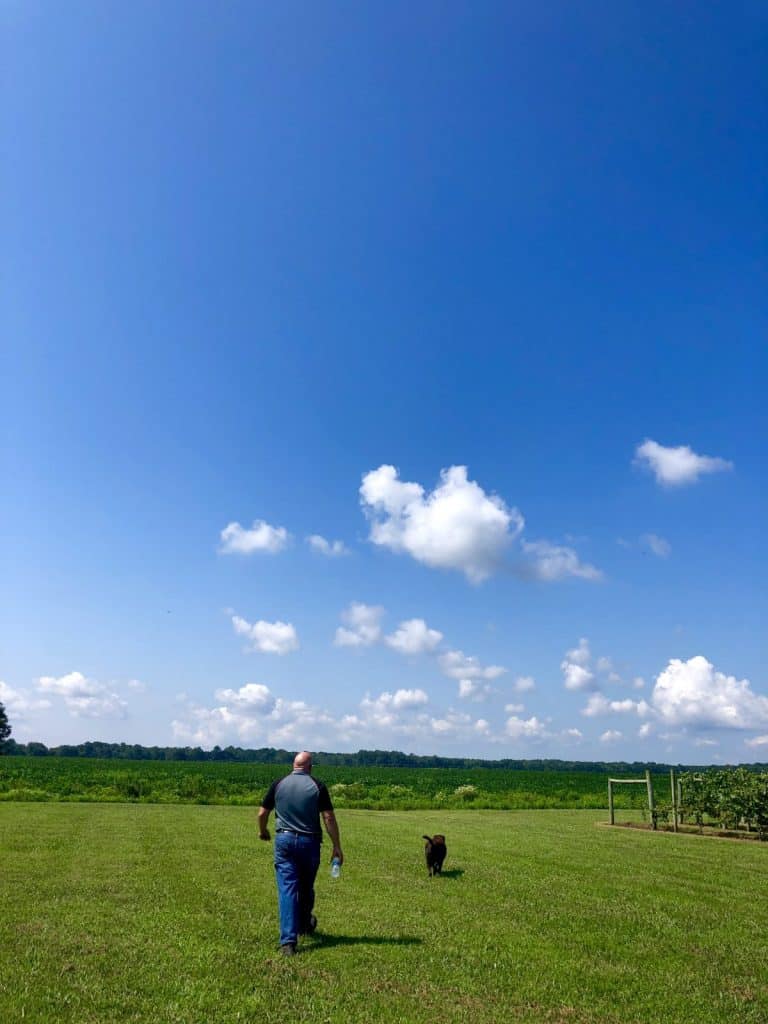 photo of a farmer and his dog walking towards his soy bean field