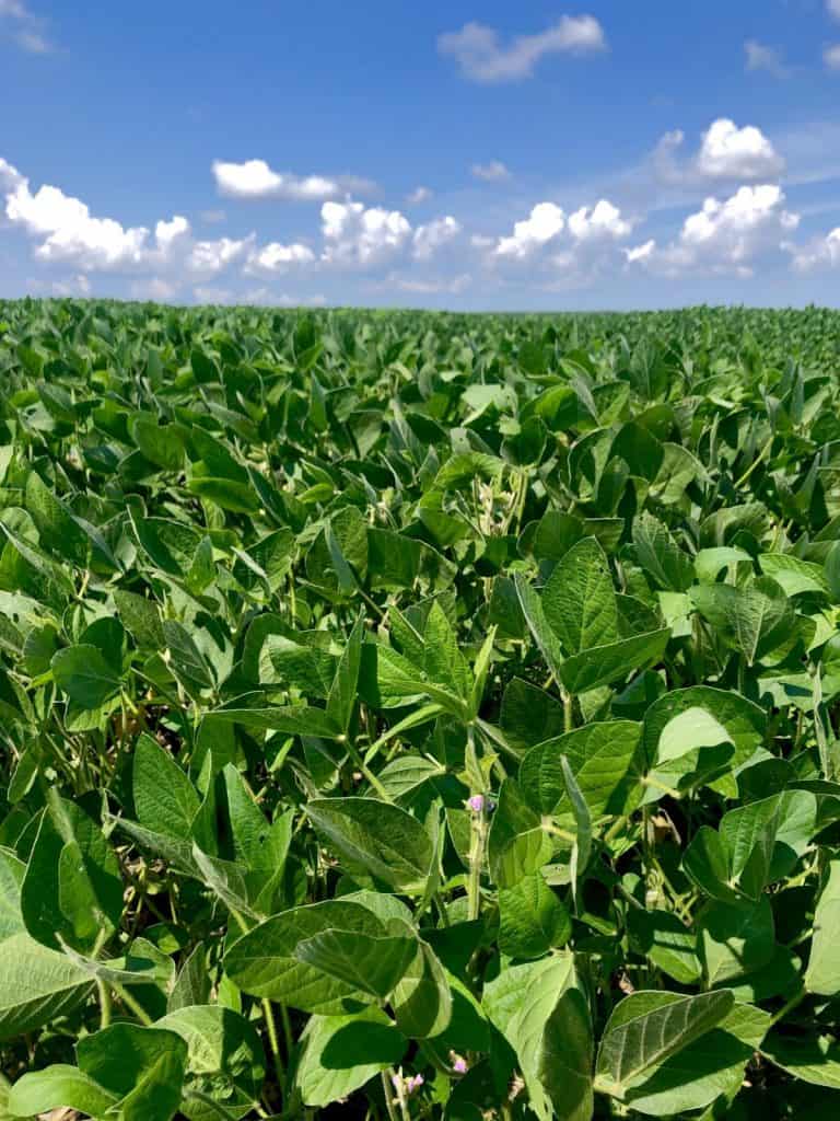 photo of a soy bean field